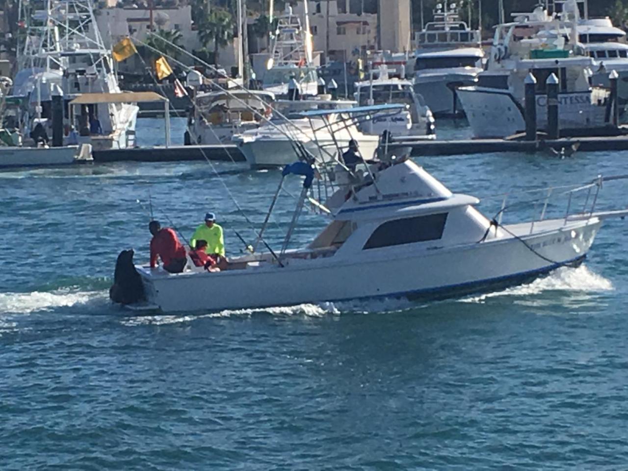 Cabowilson Lejlighed Cabo San Lucas Eksteriør billede